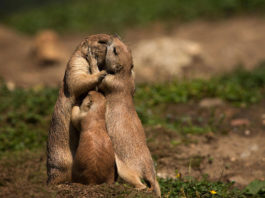 Animals-And-Their-Parents