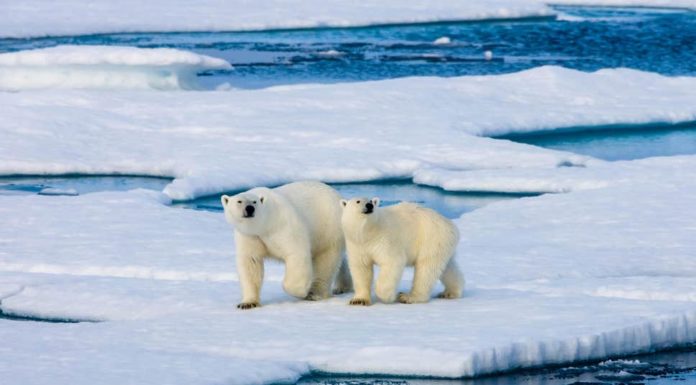 Alaska’s Sea Ice Completely Melted