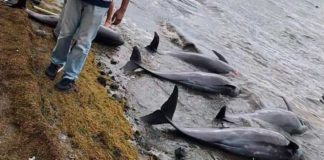 At least 39 dolphins are dead in the waters off Mauritius